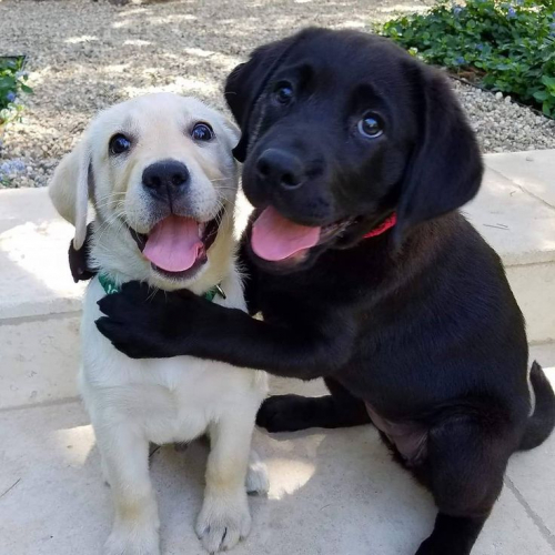 dogs.thumb.jpg.edaed321ebf6a372719102db98e49aa3.jpg