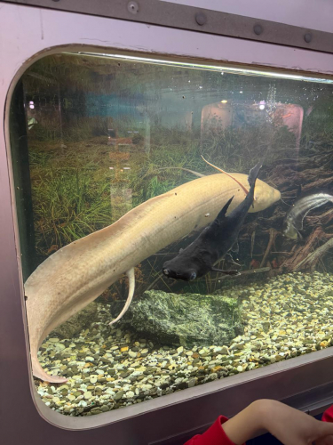 fishes.jpg