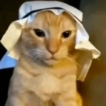 Conetic