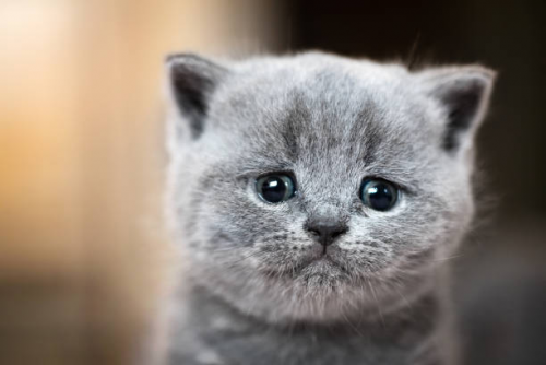 image.thumb.png.375a32b3841ecf9c1aba9032f2067b7a.png
