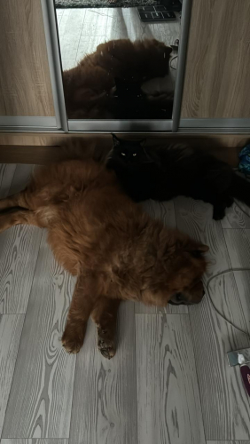 Cat.jpg