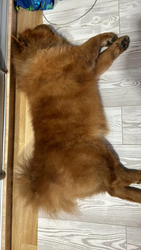 Dog.jpg
