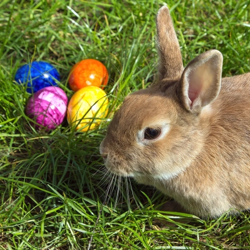 Easterbunny_1.jpg.webp