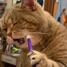 vaaaafffflya