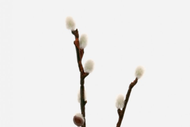 image.png.7c8cd0896d1b93a415e6810bb0a596b3.png