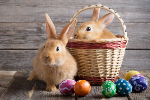 los-conejos-de-pascuas-para-ninos-ideales-para-ZGL34LTJC5ALVPN6337QIIMTVY.jpg