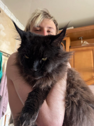 Cattility.jpg