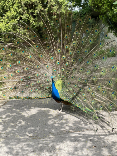 IMG_9001.jpeg