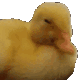 925698775371112448.gif.4a07eb4f5cee84cda68121d9162ec2af.gif