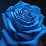 queenofroses