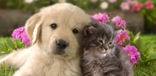 dogcat1.thumb.webp.ea3029fbdaccd7c4ca8a7b23c5526173.webp