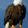 freedomfort