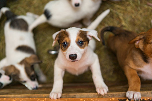istockphoto-543600370-612x612.thumb.jpg.5c019fa53bd8253d2a18c054efd4382d.jpg