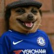 Ibratosyn