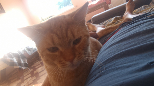 IMG-20250706-WA0037.jpeg
