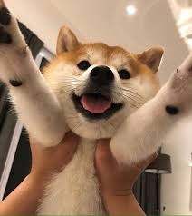 17547421527935478386280086101829.jpg.6715efacd8392de44f38ac28fe9de170.jpg