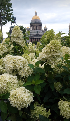 Flowers.png