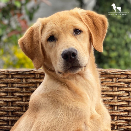 Golden-Retriever.jpg