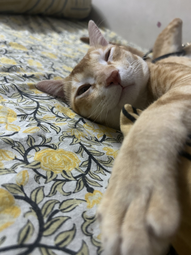 IMG_0906.jpeg