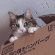 momosaku