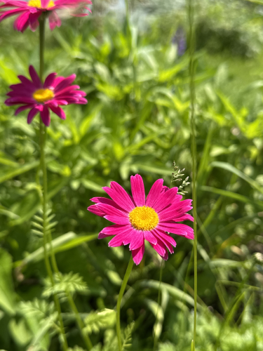 IMG_3931.jpeg
