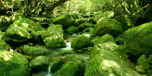 green.jpeg