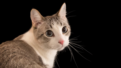 image.thumb.png.96357cb11774a54ebee0d4b7704f35a1.png