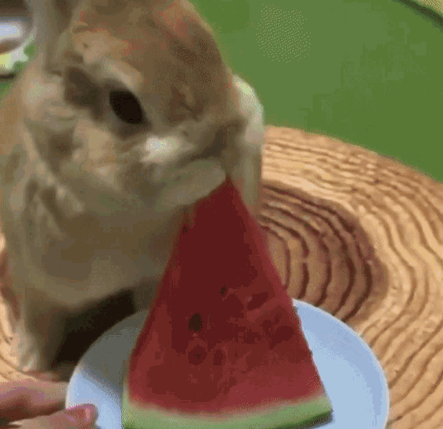 bunny-rabbit.gif