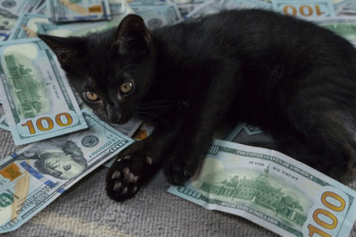 young-cat-relaxing-while-laying-600nw-1349442311.jpg