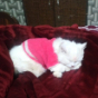 Pkisherebaby19