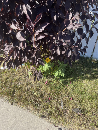 IMG_1718.jpeg