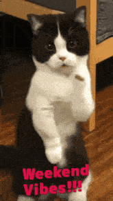 weekend-vibes-kitty.gif.17c8121ee7b7e317986c4245e1b682ea.gif