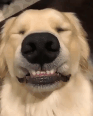 493575ab42c635f6a5ffb553018805920cdb17d4.gif.b1007ee8449b9dbf71da7443d5e2426a.gif