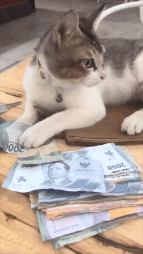 CatCattitudeGIF.gif.3c74151b1fadcc0a734555f645d86450.gif