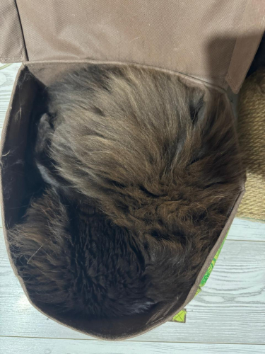 Catty.jpg