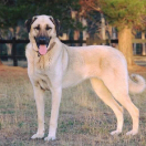 talesqx