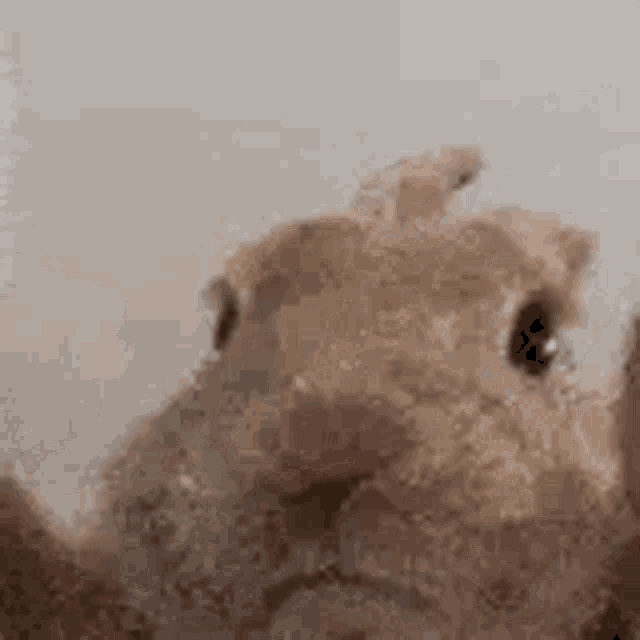 bunny-rabbit.gif
