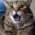 jotaorj