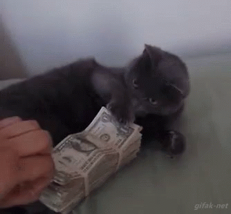 MoneyCatGIF.gif.4cee97182706024ca5893f2b1bcaed0d.gif