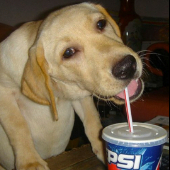 kibitz
