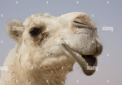 camel.png