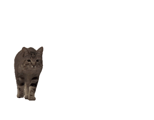 Tumblr_l_238963359511088.gif.adb169a0dd92d2bcbf8c8812ce3ac618.gif