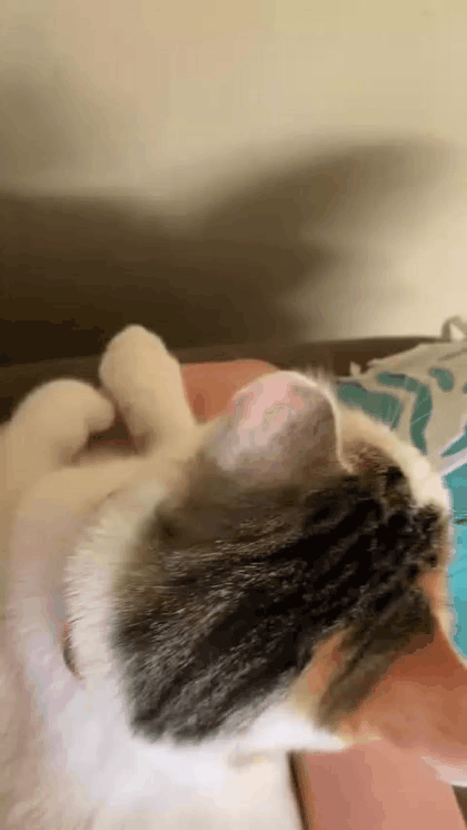 Tumblr_l_239508768861659.thumb.gif.932c341f2ff662c20b25a9c0e4fd8d3a.gif
