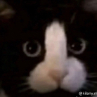 brigade1995