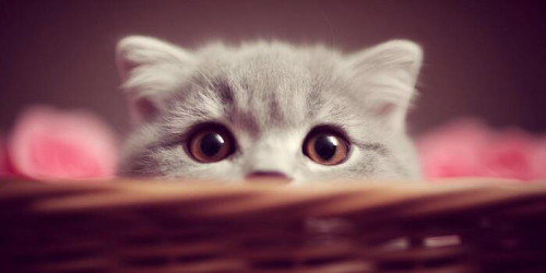 a-cute-grey-kitten-peeks-playfully-from-a-brown-basket-with-soft-pink-accents-photo.jpg