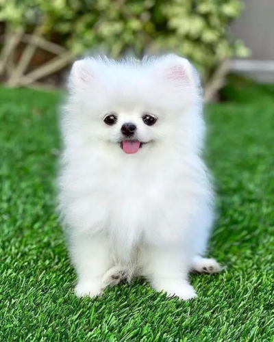 image.thumb.png.b4d0e6cd24dfc967f67a9831c148c17a.png
