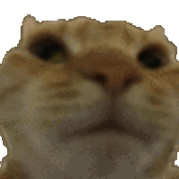 nono.gif.63de8443def69ea6134df363b3a4101d.gif