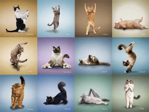 yoga-cat-1.jpg