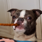 Dabwizz