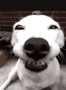 chiens-funnyanimals.gif.fe90e2a66f8eab95cd796e565f5b4c11.gif
